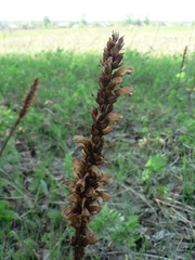 Orobanche bartlingii
