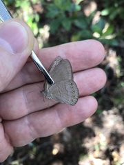 Nhambikuara cerradensis