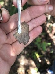 Nhambikuara cerradensis