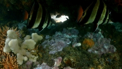 Chelmonops truncatus