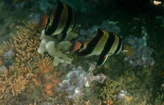 Chelmonops truncatus