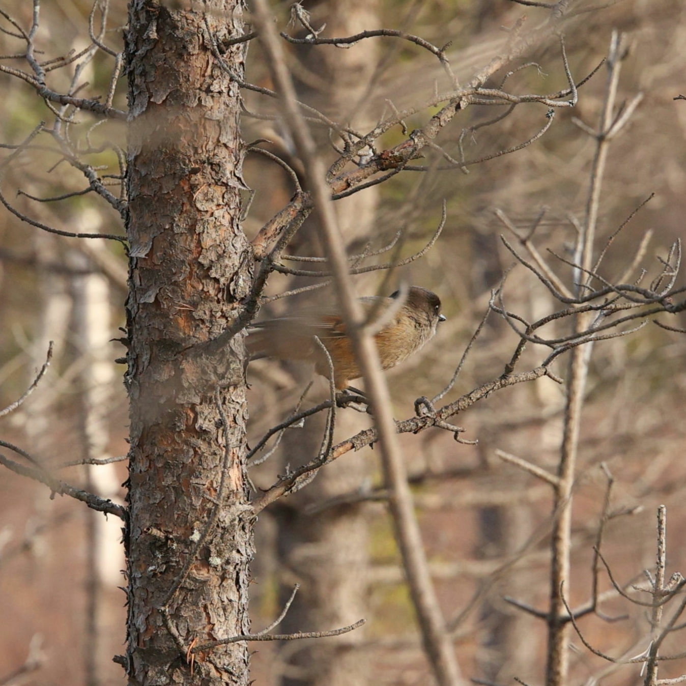 Siberian Jay