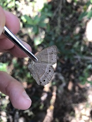 Yphthimoides patricia