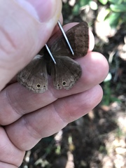 Yphthimoides patricia