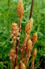 Orobanche bartlingii