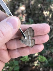 Yphthimoides straminea