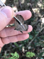 Yphthimoides straminea