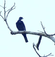 Gymnoderus foetidus