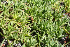 ×carpophyma mutabilis