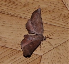 Parepisparis multicolora