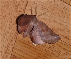 Parepisparis multicolora