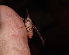 Parepisparis multicolora