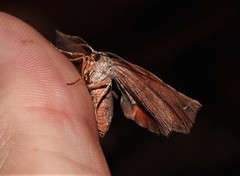 Parepisparis multicolora