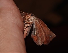 Parepisparis multicolora