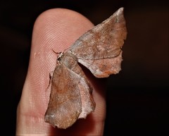 Parepisparis multicolora