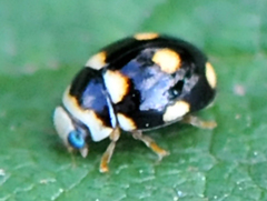 Brachiacantha decempustulata