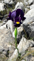 Iris filifolia