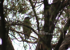 Nycticorax nycticorax