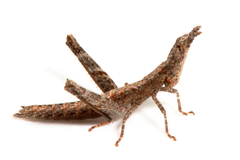 Keyacris