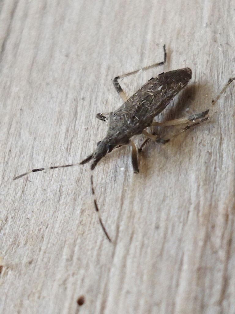 Dicranocephalus setulosus