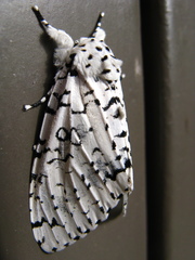 Lichnoptera decora