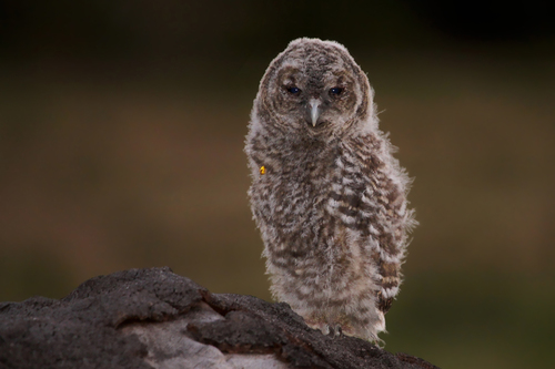 Tawny Owl