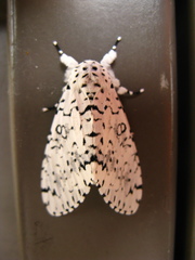 Lichnoptera decora