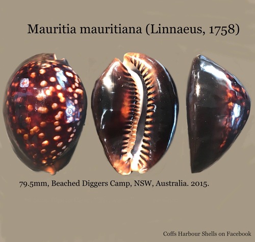 Photo of Mauritian Cowrie (Mauritia mauritiana)