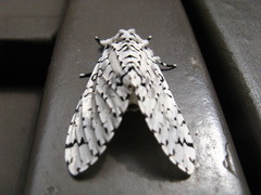 Lichnoptera decora