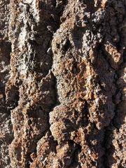 Trentepohlia umbrina