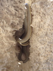 Dolichophis caspius