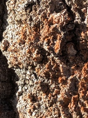 Trentepohlia umbrina