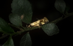 Compsotropha flavitincta