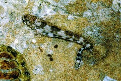 Pallid Rockskipper photo 2