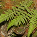 Dennstaedtia hirsuta - Photo (c) 沈冠宇(Kuan-yu Shen),  זכויות יוצרים חלקיות (CC BY-NC-ND), הועלה על ידי 沈冠宇(Kuan-yu Shen)