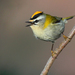 Common Firecrest - Photo (c) naturpel, some rights reserved (CC BY-NC), uploaded by naturpel