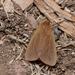 Phragmatobia placida - Photo 由 shlomi levi 所上傳的 (c) shlomi levi，保留部份權利CC BY-NC