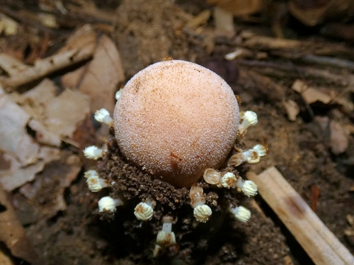 Image of Balanophora fungosa by (c) Kai Squires, some rights reserved (CC BY)
