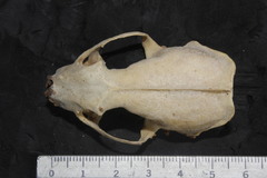 Neogale frenata frenata