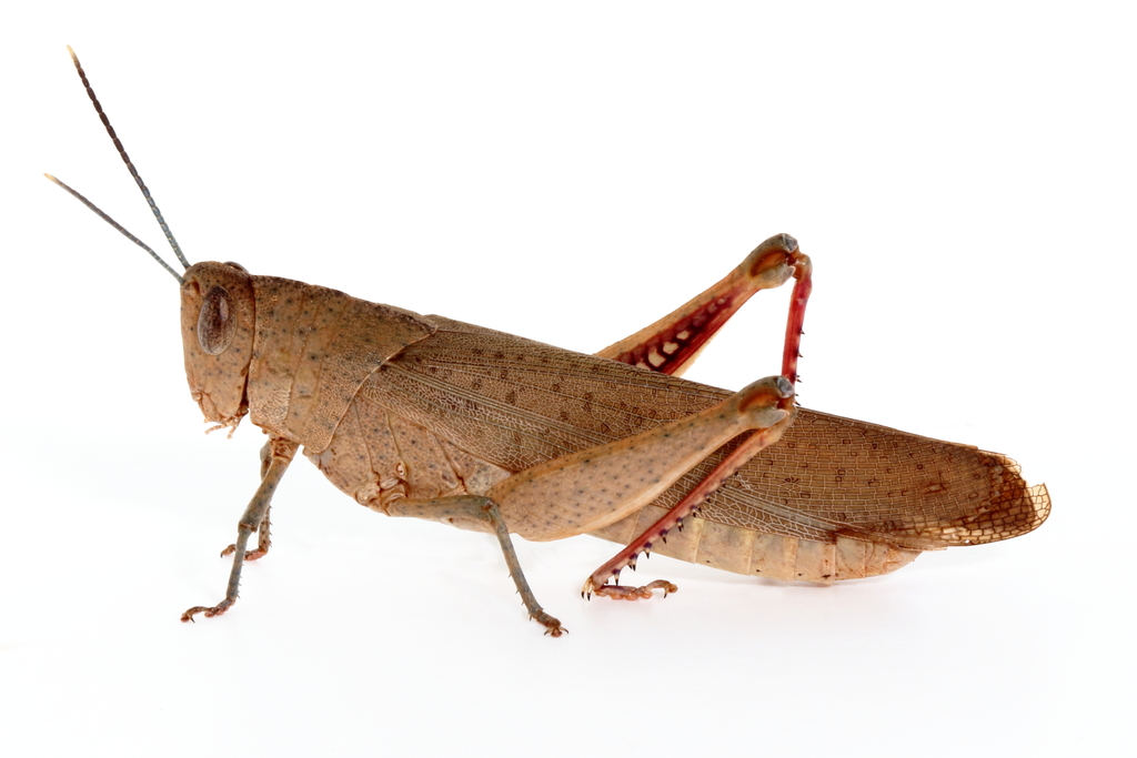 Black-kneed Gumleaf Grasshopper