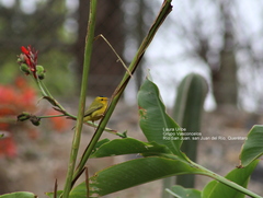 Cardellina pusilla