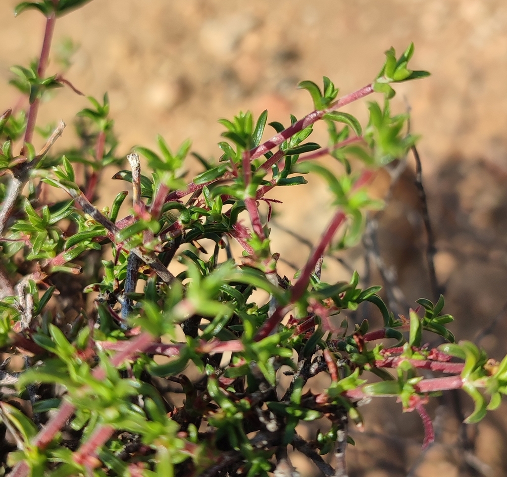 Namaqua Daggapit