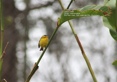 Cardellina pusilla