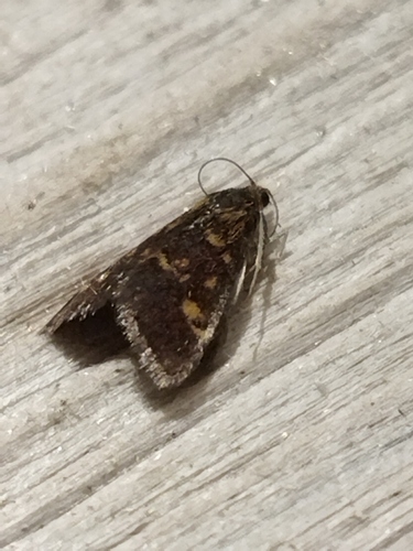 Mint Moth photo 2