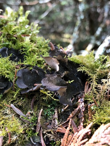 Melanelixia fuliginosa image