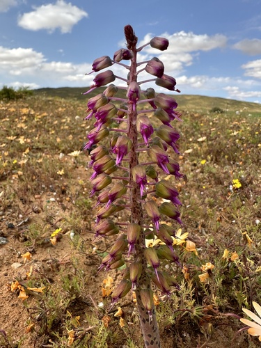 Lachenalia violacea