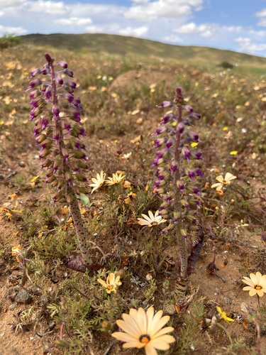 Lachenalia violacea