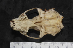 Neogale frenata frenata