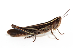 Macrotona