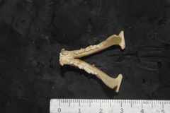 Neogale frenata frenata